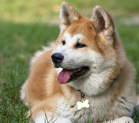 Akita  Dog Biography