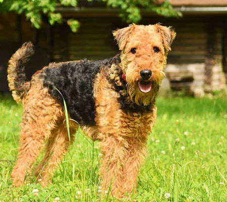 Airedale Terrier Biography